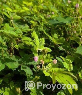 লজ্জাবতী গাছ