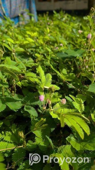 লজ্জাবতী গাছ