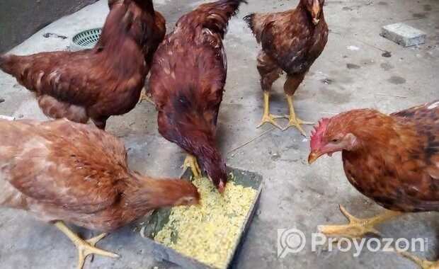 মুরগি বিক্রি করা হবে