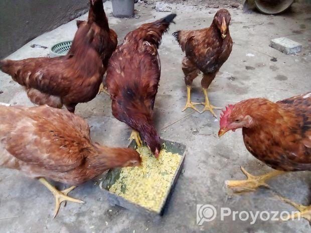 মুরগি বিক্রি করা হবে