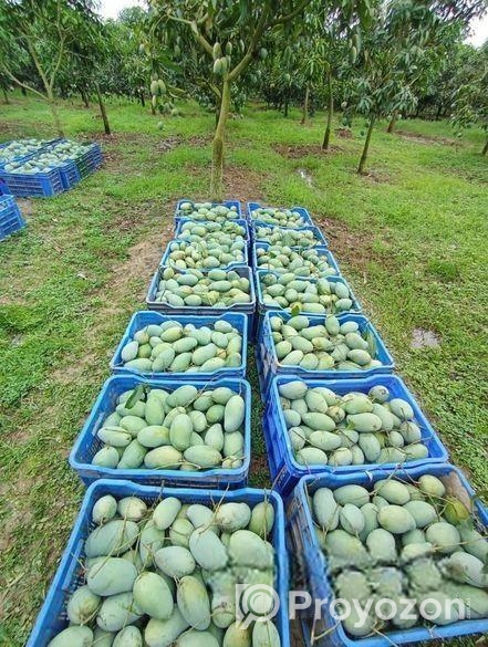 দেশি আমালকি