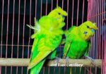জাপানিজ বাজরিগার