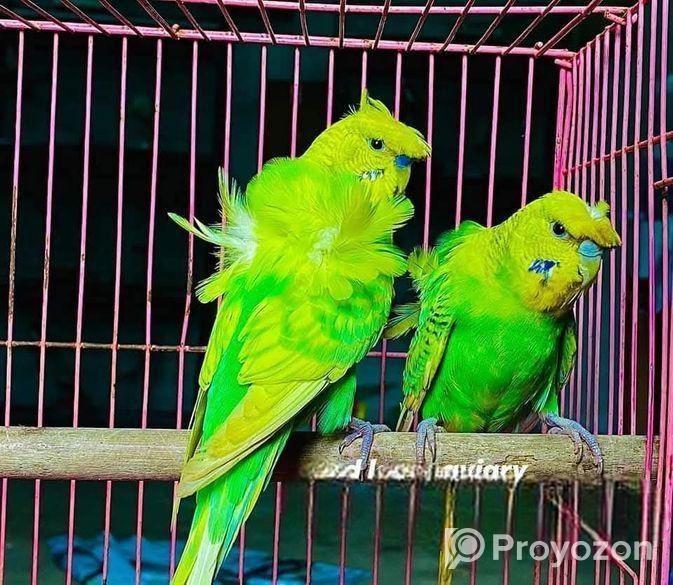 জাপানিজ বাজরিগার