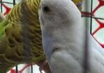 Budgerigar Bird