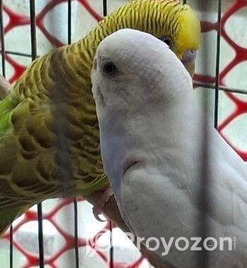 Budgerigar Bird