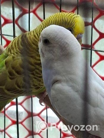 Budgerigar Bird