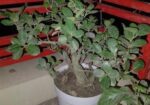Bonshai Tree
