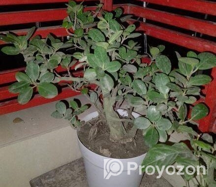Bonshai Tree