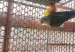 Love bird