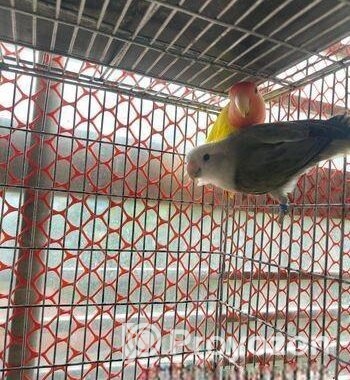 Love bird