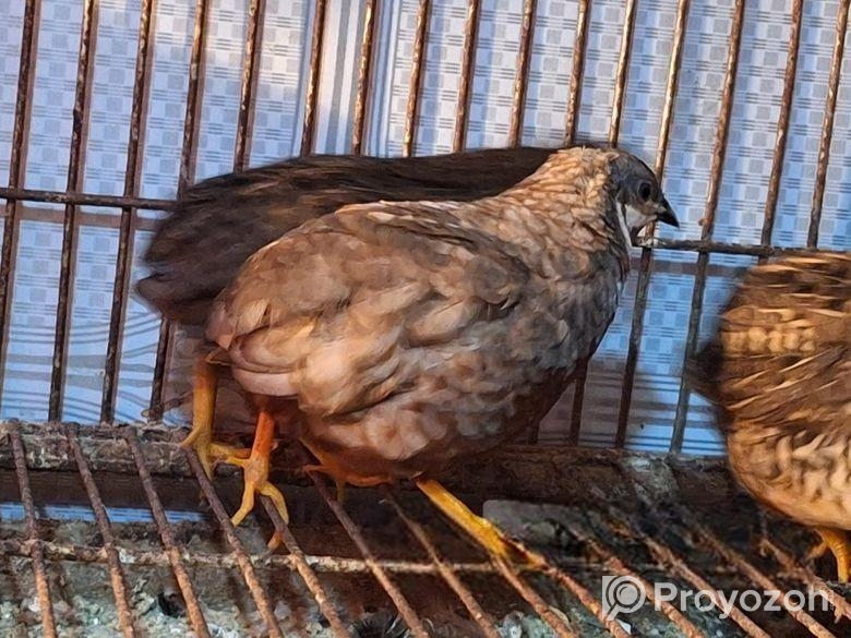 কিং কোয়েল পাখি