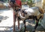ইন্ডিয়ান তোতাপুরি ফিমেল