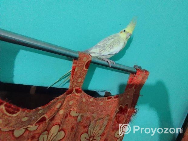 ঝর্না ককাটেলে