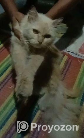 পার্সিয়ান বিড়াল (male)