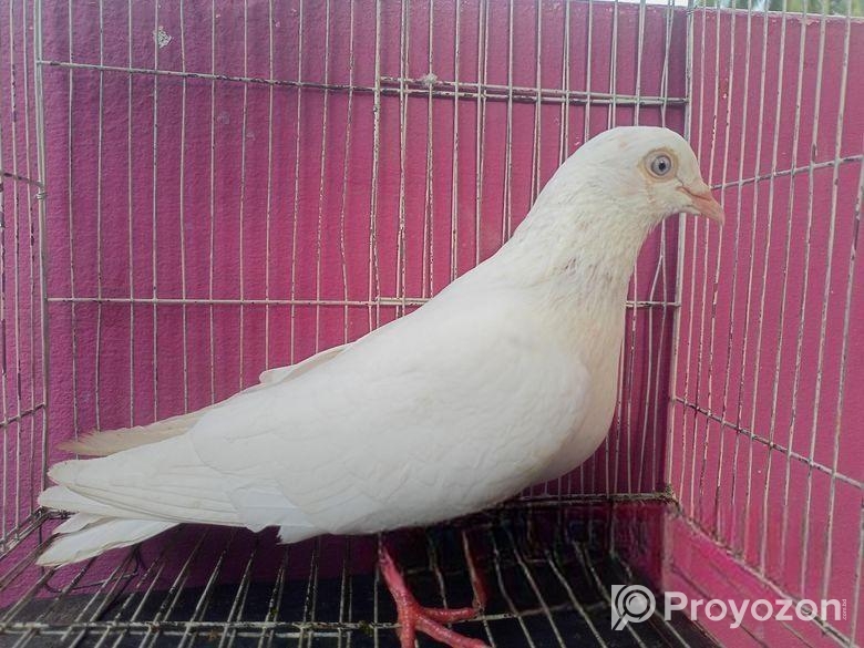 চুইনা কবুতর ( নর)