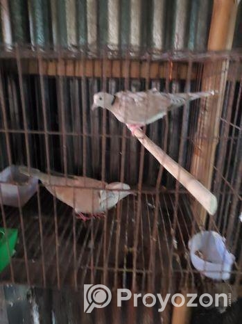 ৩ টা নর লক্ষা কবুতর আর ১ জোড়া অস্ট্রেলিয়ান ঘুঘু