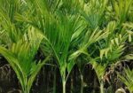 সুপারি চারা