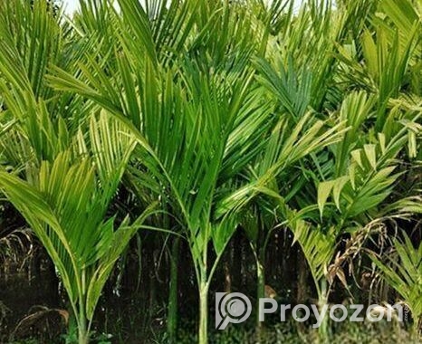 সুপারি চারা
