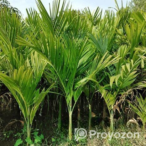 সুপারি চারা