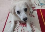 Spitz Puppy