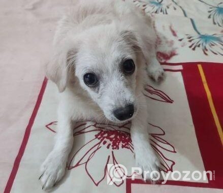 Spitz Puppy