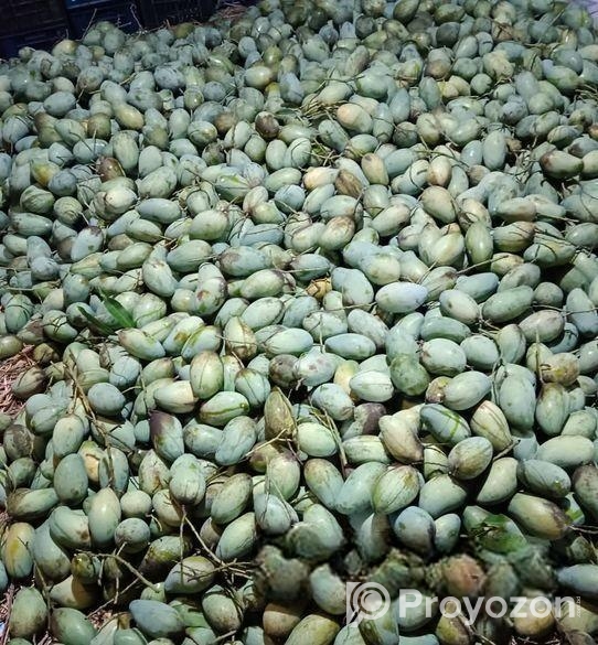 দেশি আমালকি