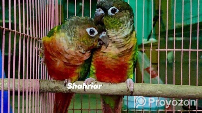 ইয়োলো সাইডেড কনিউর পেয়ার