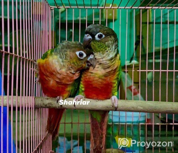 ইয়োলো সাইডেড কনিউর পেয়ার