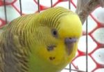 Budgerigar Bird