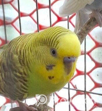 Budgerigar Bird