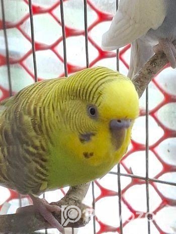 Budgerigar Bird