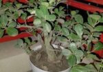 Bonshai Tree