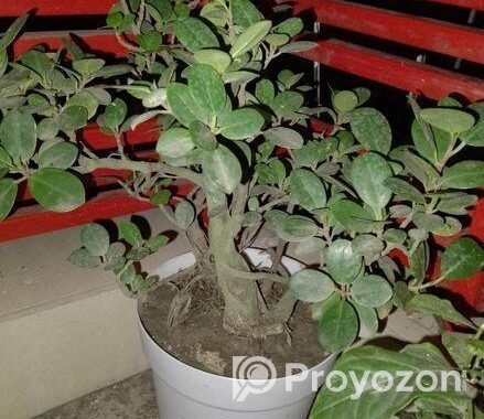 Bonshai Tree