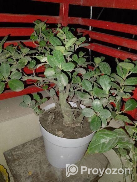 Bonshai Tree