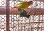 Love bird