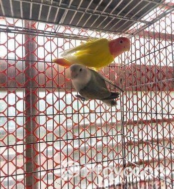 Love bird