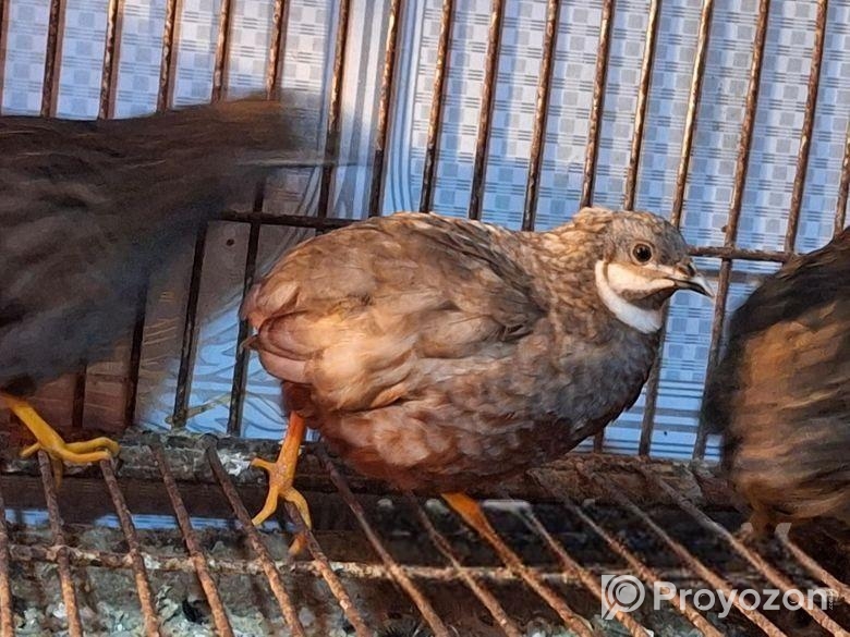 কিং কোয়েল পাখি