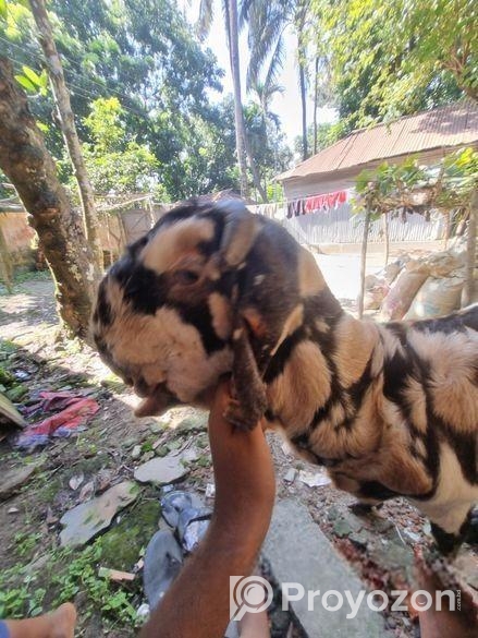 ইন্ডিয়ান তোতাপুরি ফিমেল