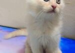 Double Coat Persian Cat