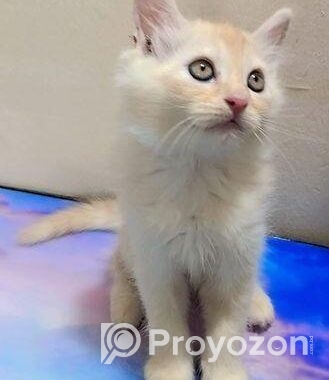 Double Coat Persian Cat