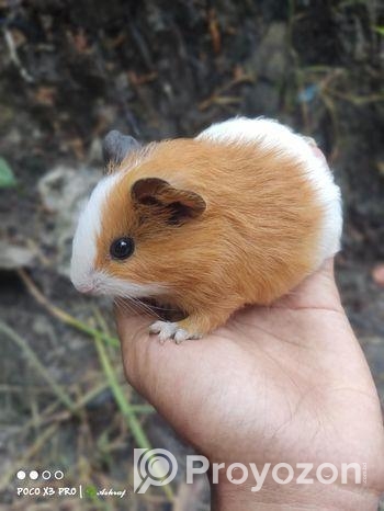 গিনিপিগ