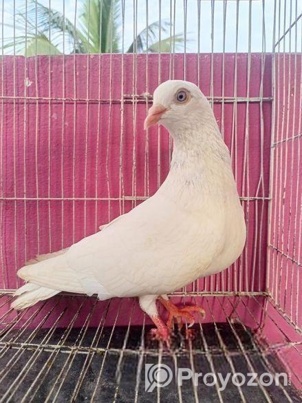 চুইনা কবুতর ( নর)