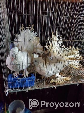 ৩ টা নর লক্ষা কবুতর আর ১ জোড়া অস্ট্রেলিয়ান ঘুঘু