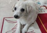 Spitz Puppy