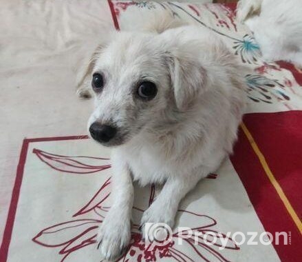 Spitz Puppy