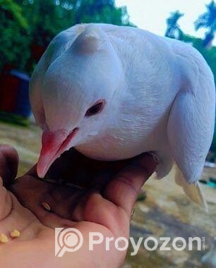 কবুতর বিক্রয়