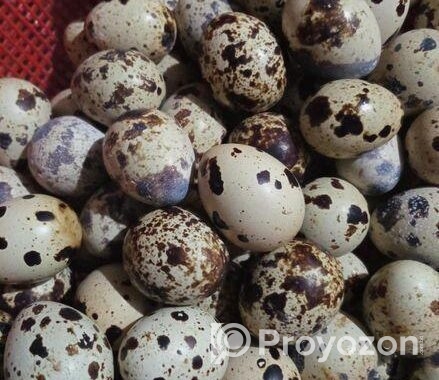 কোয়েল পাখির ডিম বিক্রি