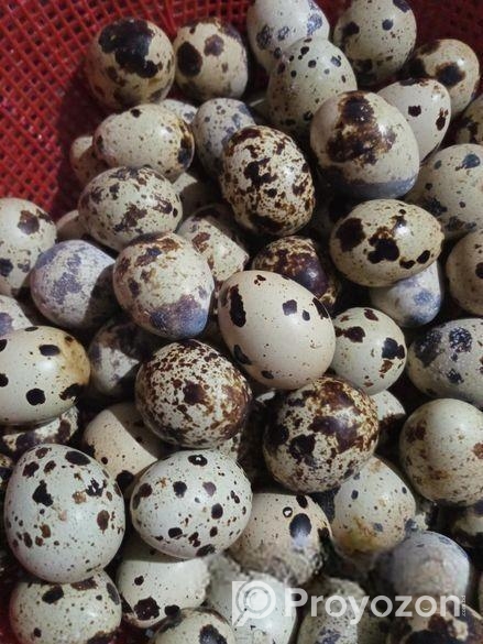 কোয়েল পাখির ডিম বিক্রি