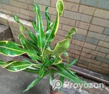 পাতাবাহার চারাটি বিক্রি হবে