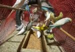 Bajrigor Birds baby sell